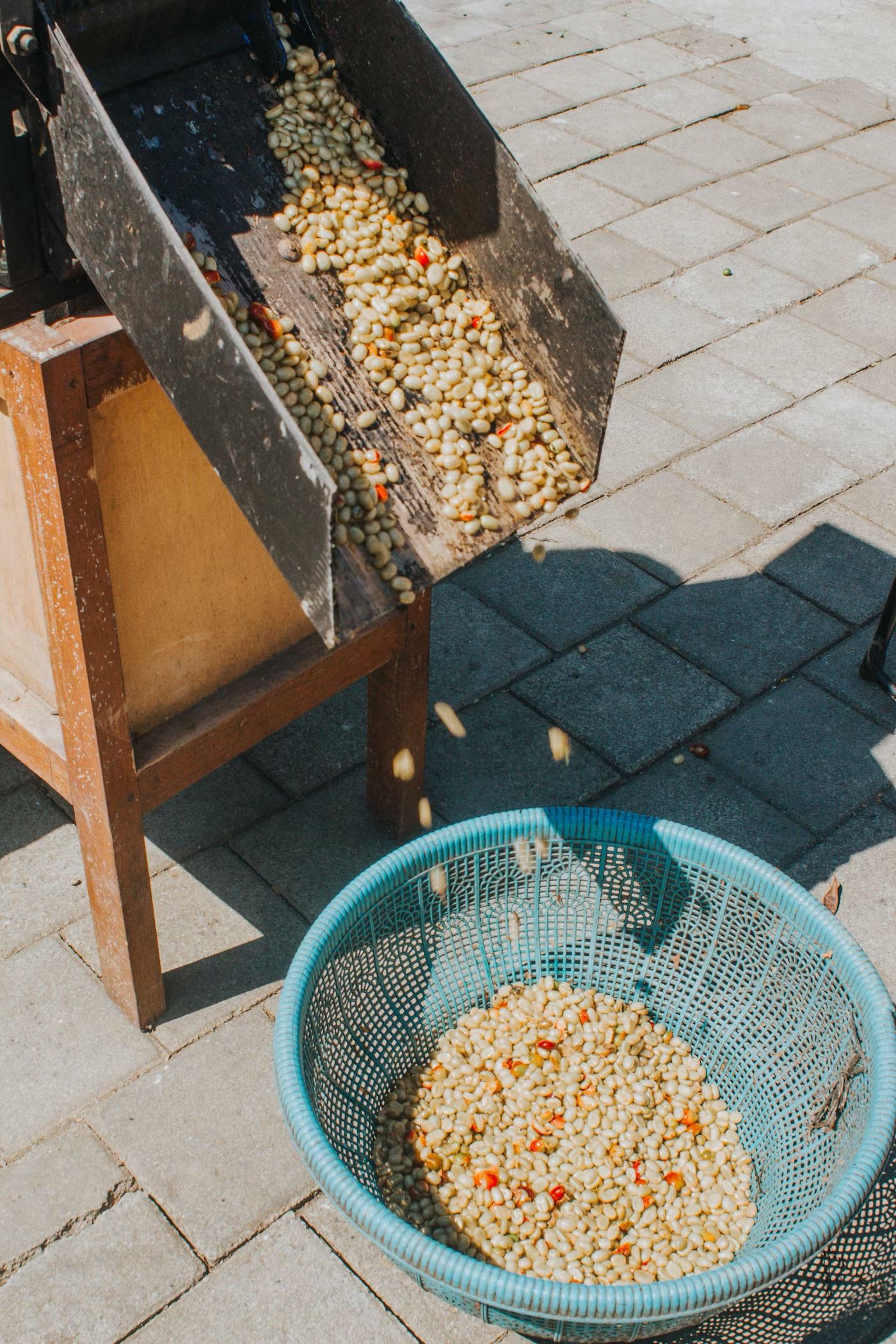 Freshly pulped coffee beans pouring from a pulper chute into a basket