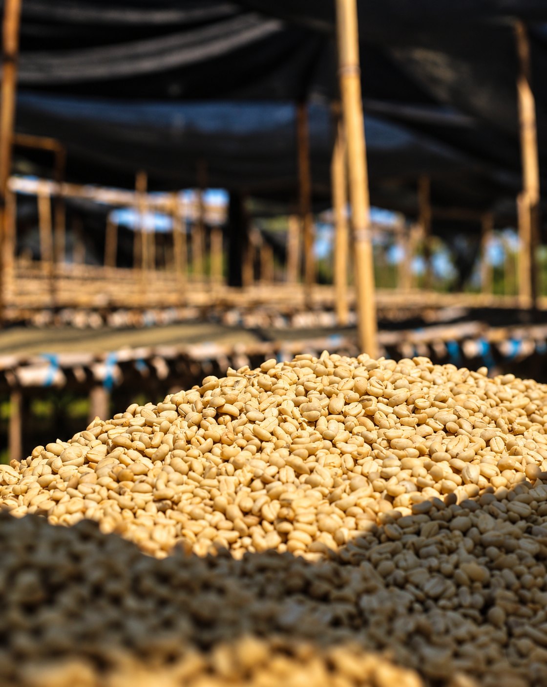 Green coffee beans heaped in the sun beside raised drying beds