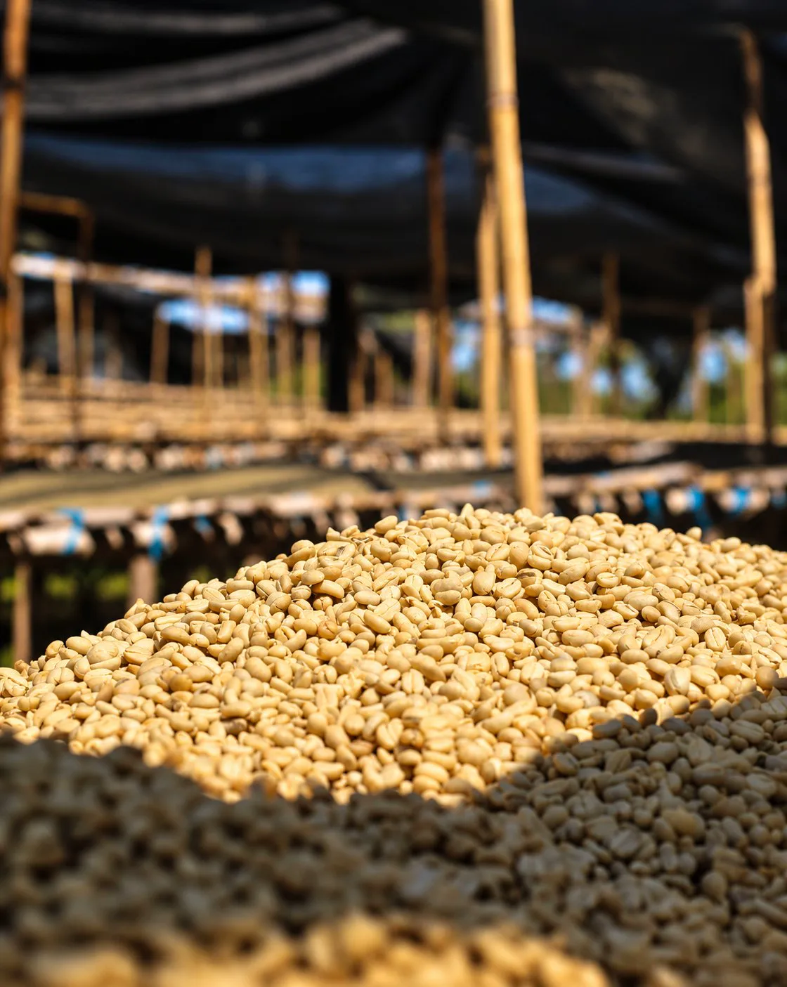 Green coffee beans heaped in the sun beside raised drying beds
