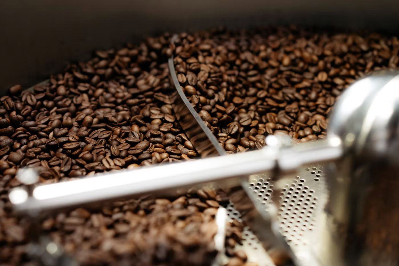 Roasted coffee turning in the roaster's cooling tray